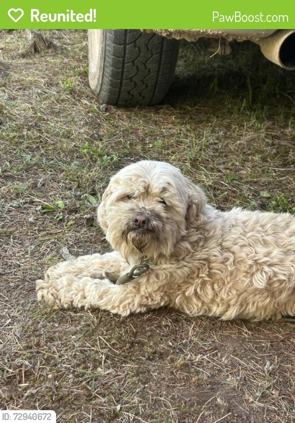 Reunited Female Dog last seen Hammerstones Bar on Russel Blvd, St. Louis, MO 63118