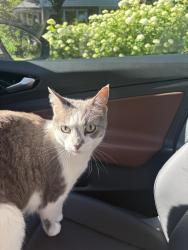 Found/Stray Female Cat last seen Alexandria and Ridgecrest, Alexandria, VA 22308