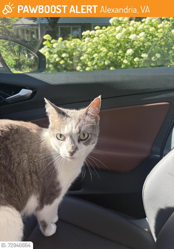 Found/Stray Female Cat last seen Alexandria and Ridgecrest, Alexandria, VA 22308