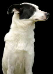 Reunited Female Dog last seen Rector Road, between Cox and Friday, Cocoa, FL 32926