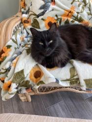 Lost Male Cat last seen Plantation and Quaterdeck Townes, New Bern, NC 28562