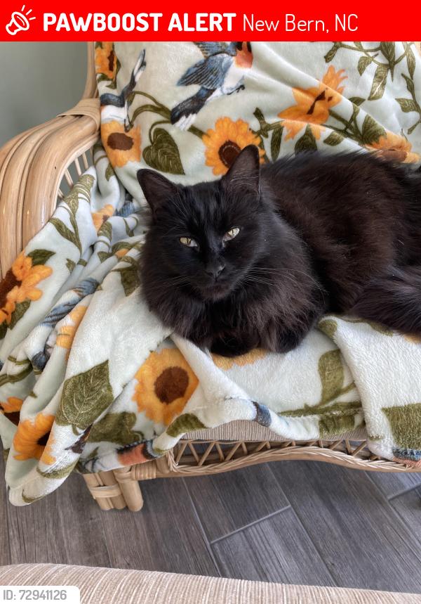 Lost Male Cat last seen Plantation and Quaterdeck Townes, New Bern, NC 28562