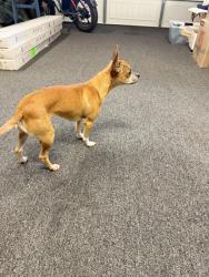 Found/Stray Female Dog last seen Esfera and Piragua , Carlsbad, CA 92009