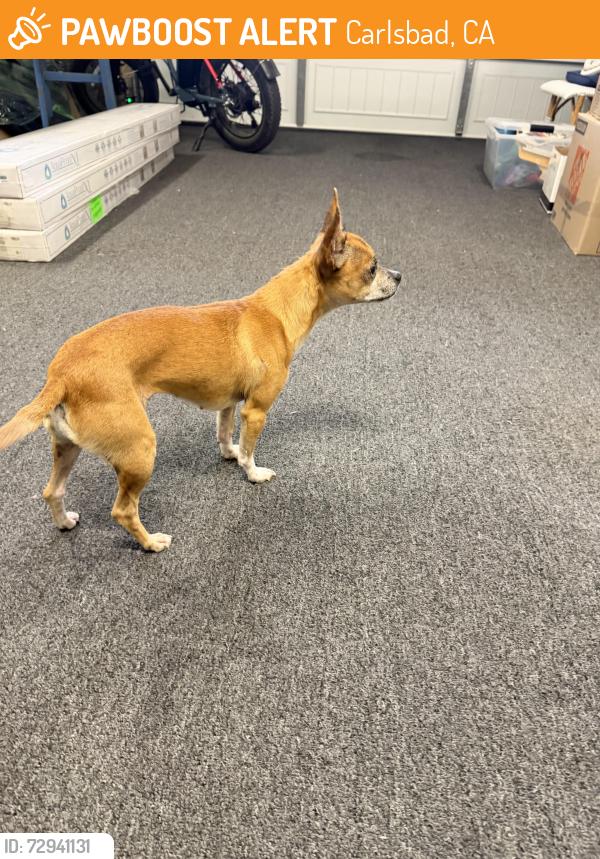 Found/Stray Female Dog last seen Esfera and Piragua , Carlsbad, CA 92009