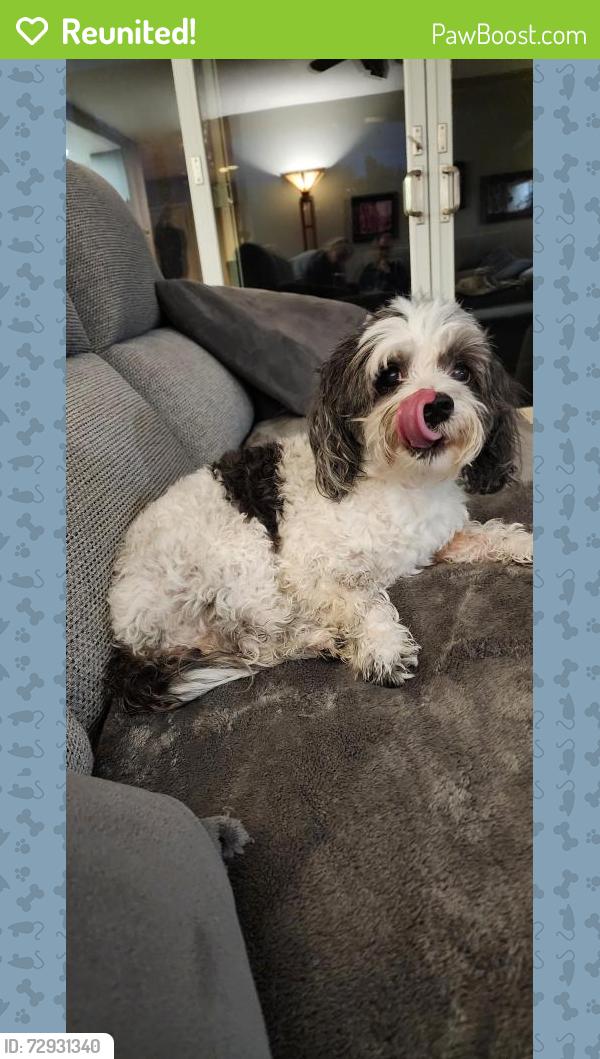 Reunited Female Dog last seen Oak Ave Parkway, Folsom, CA 95630