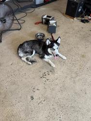 Reunited Unknown Dog last seen Oakmont Drive Miami Gardens Drive, Hialeah, FL 33015