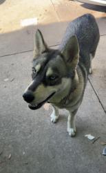 Found/Stray Unknown Dog last seen Hodgson at, Fort Worth, TX 76115