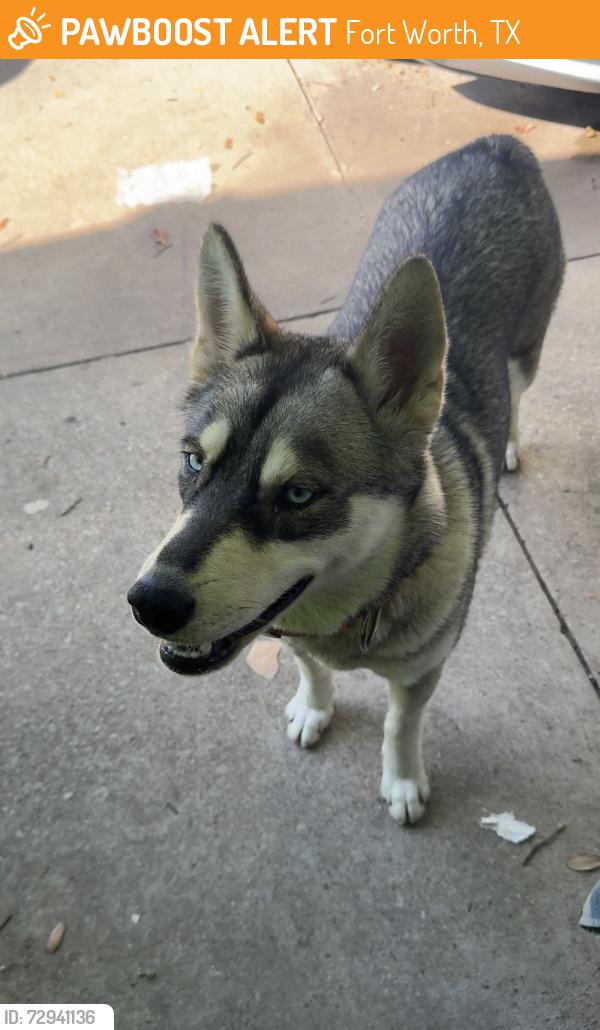 Found/Stray Unknown Dog last seen Hodgson at, Fort Worth, TX 76115