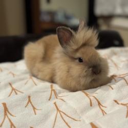 Shelter Stray Female Rabbit last seen , Philadelphia, PA 19140