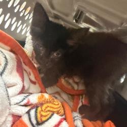 Shelter Stray Female Cat last seen , Columbus, GA 31907