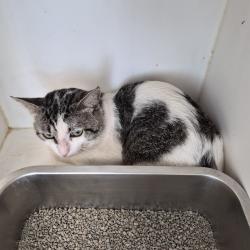 Shelter Stray Male Cat last seen , Portland, TX 78374