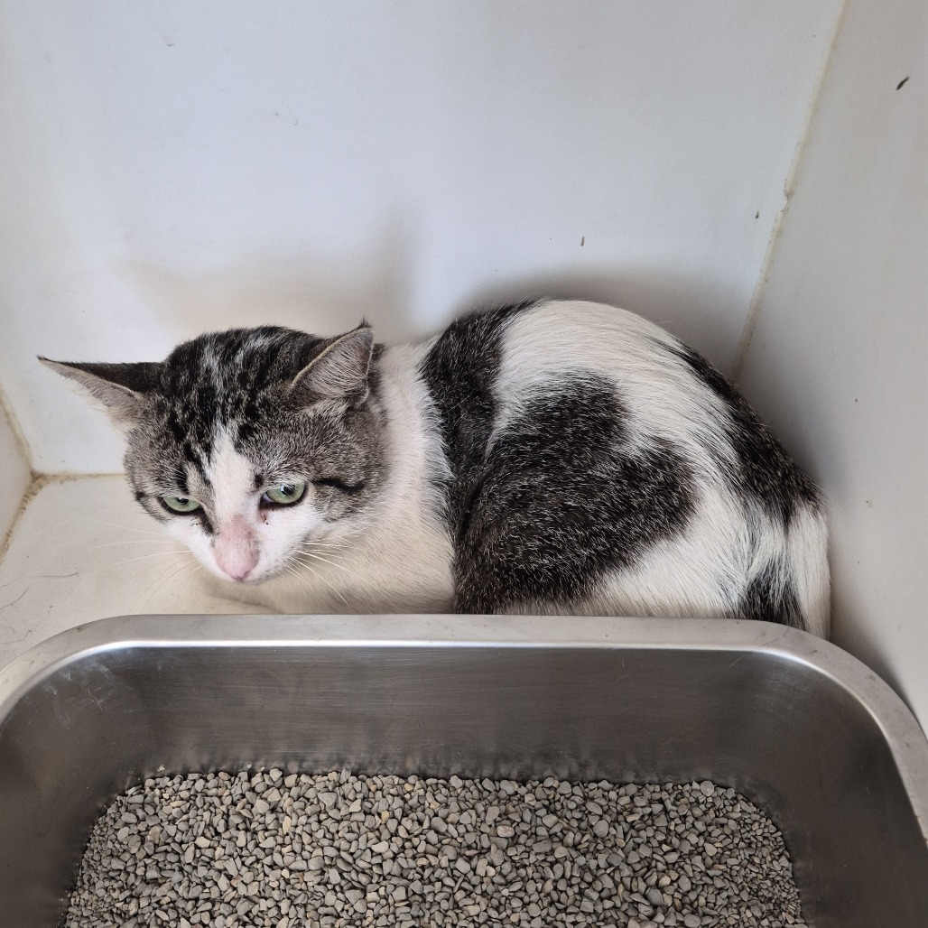 Shelter Stray Male Cat last seen , Portland, TX 78374