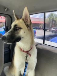 Lost Female Dog last seen 40th and 140 34481 Ocala , Ocala, FL 34481
