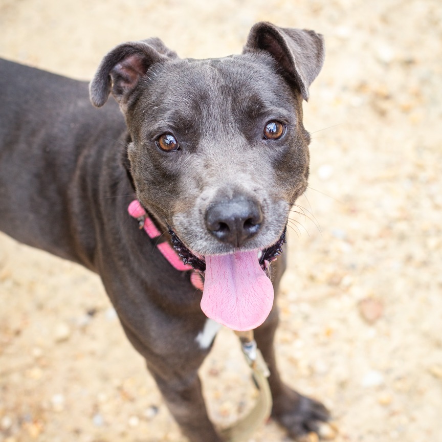 Shelter Stray Male Dog last seen , Hattiesburg, MS 39401