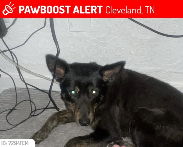 Lost Female Dog last seen North Oak Street, Cleveland, TN, Cleveland, TN 37311