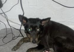 Lost Female Dog last seen North Oak Street, Cleveland, TN, Cleveland, TN 37311