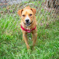 Shelter Stray Male Dog last seen , Hattiesburg, MS 39401