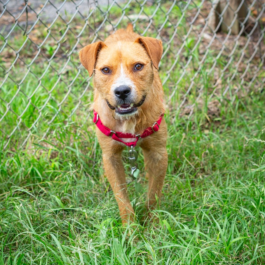 Shelter Stray Male Dog last seen , Hattiesburg, MS 39401