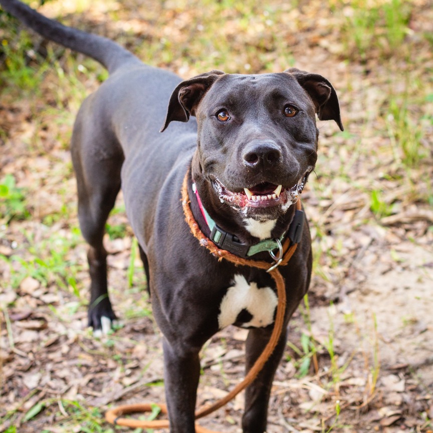 Shelter Stray Female Dog last seen , Hattiesburg, MS 39401