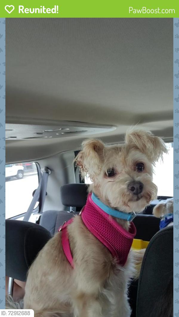 Reunited Female Dog last seen Bancroft ave, San Leandro, CA 94578