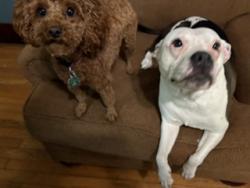 Reunited Female Dog last seen Goodwin and Hill, Urbana, IL 61801
