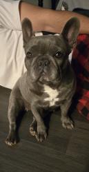 Lost Female Dog last seen Clinton and E Weldon and McKinley , Fresno, CA 93703