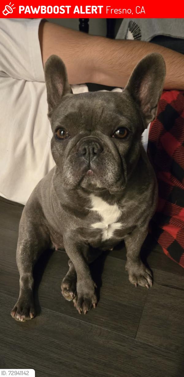 Lost Female Dog last seen Clinton and E Weldon and McKinley , Fresno, CA 93703