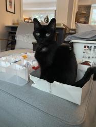 Lost Female Cat last seen Tecumseh and wharncliffe, London, ON N6C 1R6