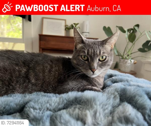 Lost Male Cat last seen Finley St & High St, Auburn, CA, Auburn, CA 95603