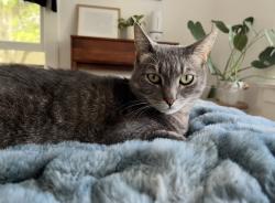 Lost Male Cat last seen Finley St & High St, Auburn, CA, Auburn, CA 95603