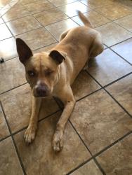 Reunited Female Dog last seen Renwick Lane Calera, Alabama, Calera, AL 35040