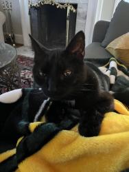 Reunited Male Cat last seen West seminary and Azalea , Richmond, VA 23227