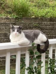 Lost Male Cat last seen Spring Meadow Ct, Cave Spring, Cave Spring, VA 24018
