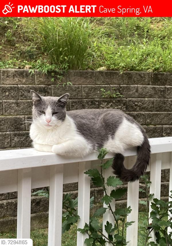 Lost Male Cat last seen Spring Meadow Ct, Cave Spring, Cave Spring, VA 24018