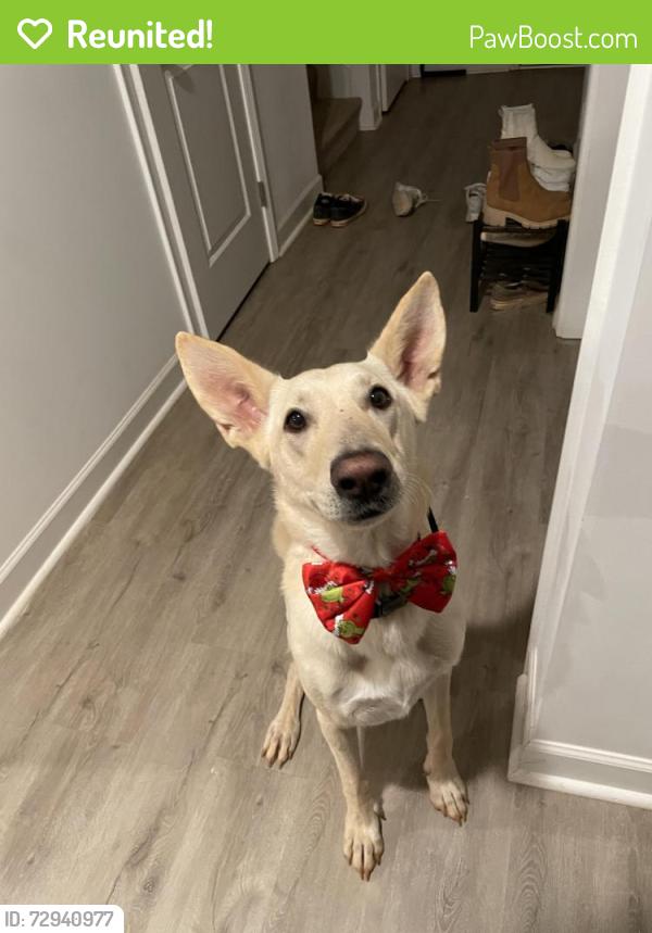 Reunited Male Dog last seen Wendover St and Harrison St, Salisbury, NC 28147