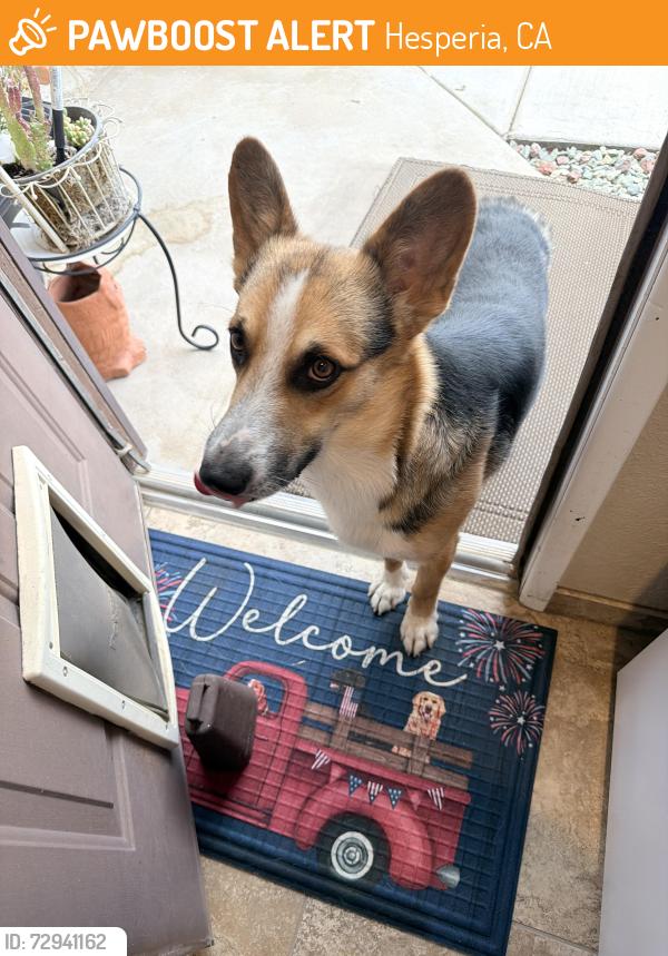 Found/Stray Male Dog last seen Joshua and E Ave Hesperia, Hesperia, CA 92345