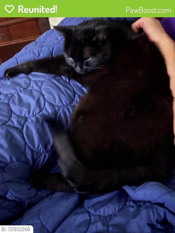 Reunited Male Cat last seen Hidden Acres, North Fort Myers, FL 33903