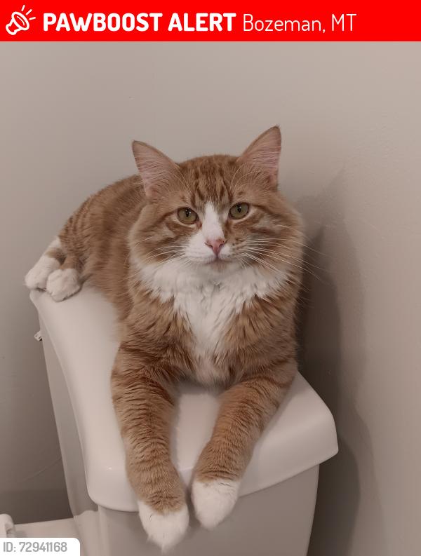 Lost Male Cat last seen Trail behind Arrowleaf Park, Bozeman, MT 59715