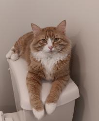 Lost Male Cat last seen Trail behind Arrowleaf Park, Bozeman, MT 59715