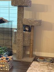 Reunited Male Cat last seen Tutt and North Carefree On Ivy Hill Drive 80922, Colorado Springs, CO 80922