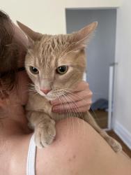 Reunited Male Cat last seen 85th st and fort hamilton, Brooklyn, NY 11209