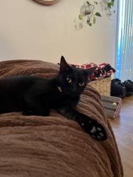 Reunited Female Cat last seen Near Camino Verde, San Marcos, CA 92078, USA, San Marcos, CA 92078