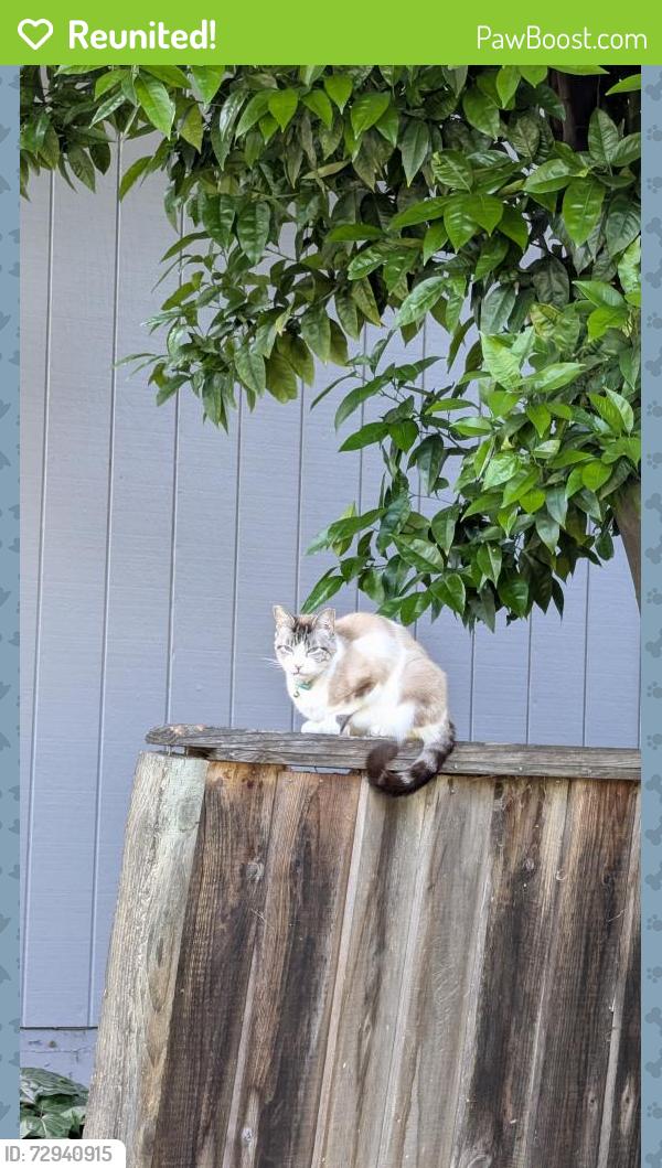 Reunited Male Cat last seen Campbell near CSI or John D Morgan park, Campbell, CA 95008