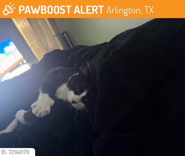 Found/Stray Female Cat last seen Brown and north collins , Arlington, TX 76006
