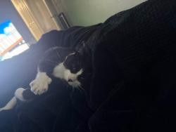 Found/Stray Female Cat last seen Brown and north collins , Arlington, TX 76006