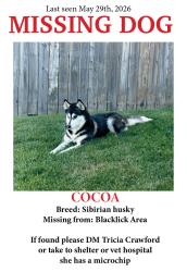 Reunited Female Dog last seen Bexhill dr, Blacklick, OH 43004