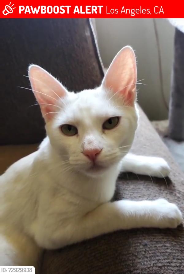 Lost Female Cat last seen Near Little Free Library, El Segundo, CA 90245