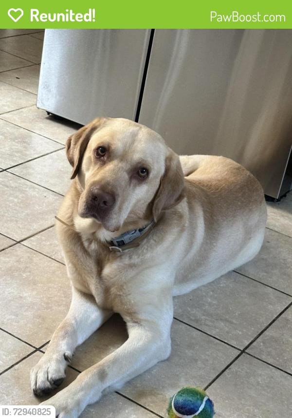 Reunited Male Dog last seen Jones st , Wilkes-Barre, PA 18702