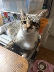 Found/Stray Female Cat last seen Willow St & Crilly Ct, Chicago, IL 60614