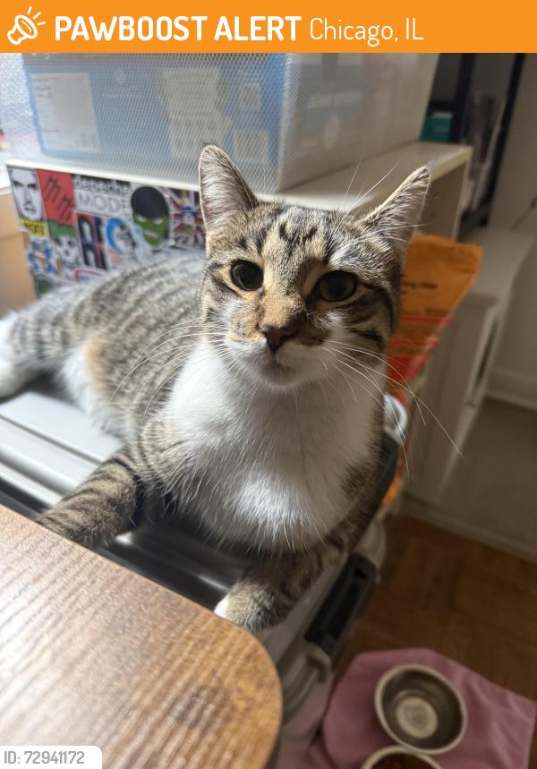 Found/Stray Female Cat last seen Willow St & Crilly Ct, Chicago, IL 60614